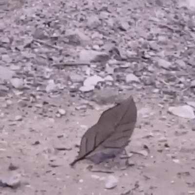 The dead leaf butterfly of Tropical Asia. When a bird or other predator gets too close, the dead leaf closes its wings, rendering itself virtually invisible to the would-be killer.