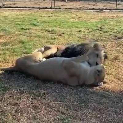 Lion wooing his wifey