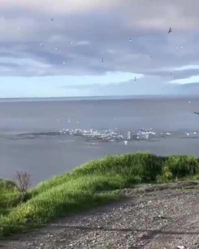 Gennets dive-bombing a school of Herring