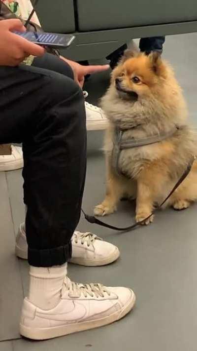 I saw this cute dog on the train, completely in love with its owner. The way the dog looks at it’s owner is so sweet.