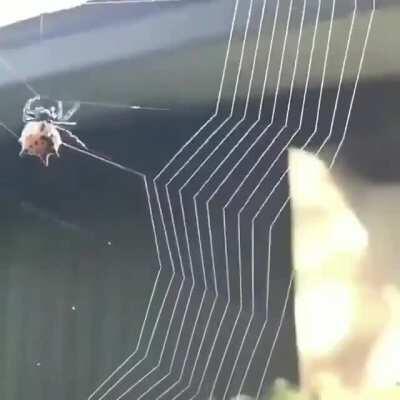 This spider is making a web.