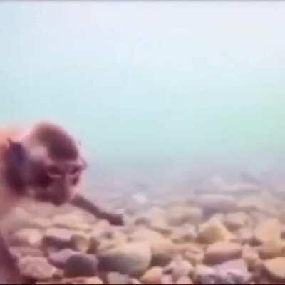 Monkey taking a swim? How did he learn?