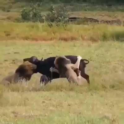 🔥 Lions ambush Buffalo and it's cub and strangulate them to death