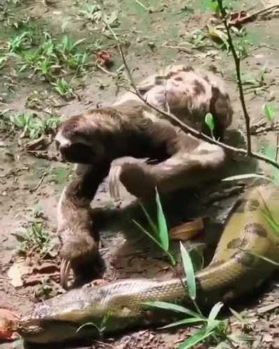 Sloth crawling past an anaconda