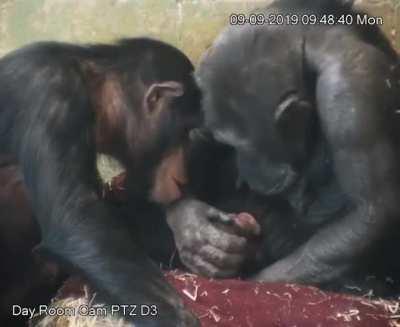 Chimp parents' first moments with their newborn baby