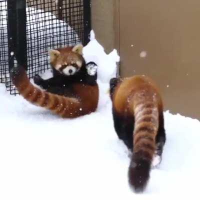 Red pandas