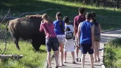 Idiot tourists are reminded that bison are big, wild animals that are dangerous when not respected