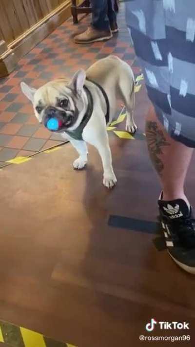 Pug shoots ball at camera