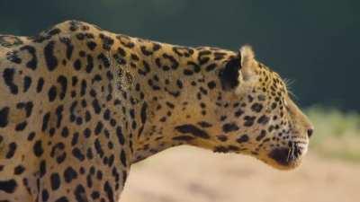 The pitbull of the big cats. Mick Jaguar does an appearance for Netflix's 