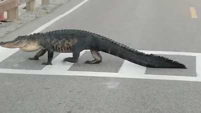 A large alligator using a crosswalk in a South Carolina park