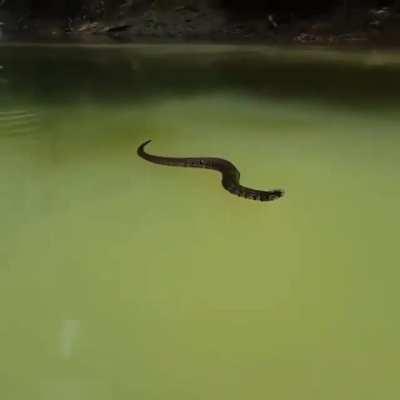 🔥 Running into a (moderately) aggressive Cottonmouth while canoeing....