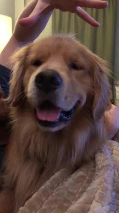 Head scritches = Instant golden smiles