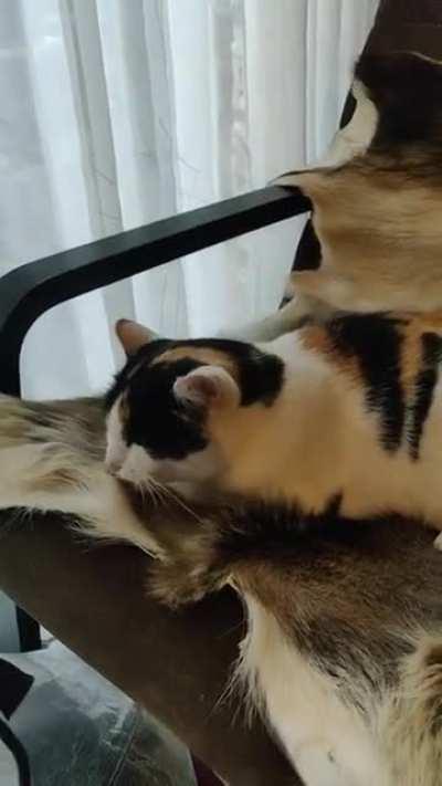 My cat really likes to lick the goat fur instead of her own. She usually starts licking herself but gets bored and starts licking the remaining of a goat.