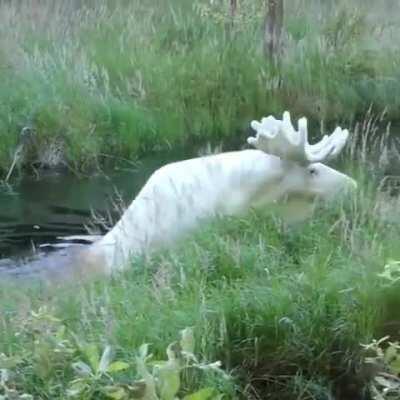 An Exceptionally Rare Albino Moose Fording A Stream In Alaska