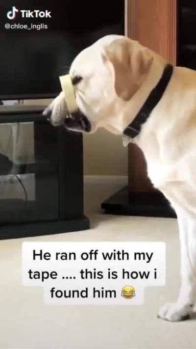 Woman’s reaction to her dog getting tape caught around it later mouth has me on the floor