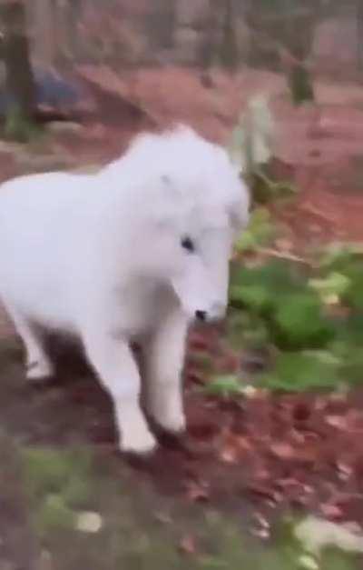 This white mini horse 💙