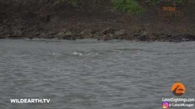 Crocodile ambushes a Cheetah.