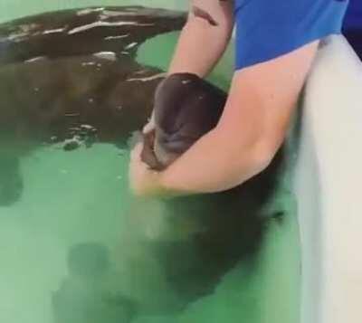 How to feed a baby manatee