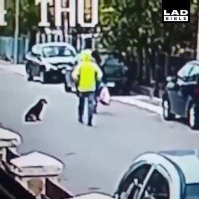 Stray dog saves woman from a mugger