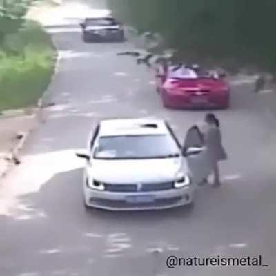 Woman Is Dragged Off By A Tiger