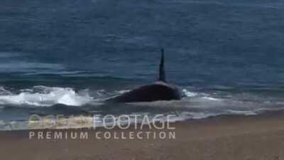 [X-post from r/HardcoreNature] Orca pounces on a Sea Lion