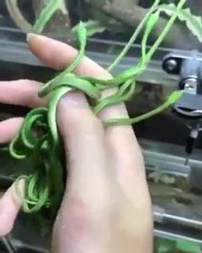 New born long-nosed vine snakes
