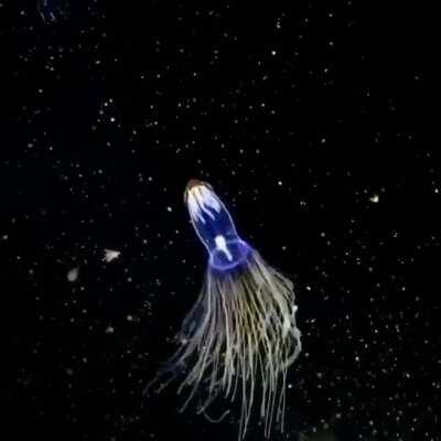 A colorful arctic sea jellyfish