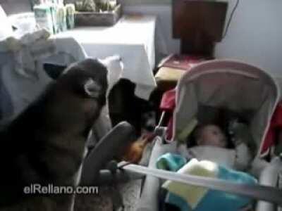 Husky sings to calm crying baby