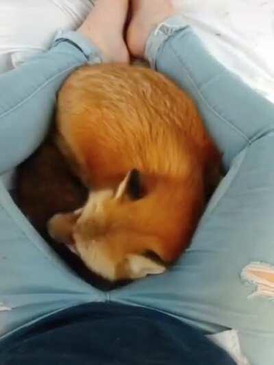 Growing up with a fox