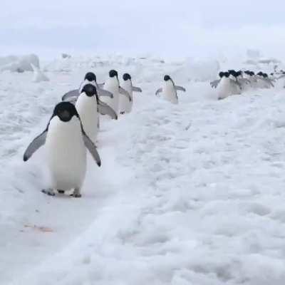 Just a group of penguins walking