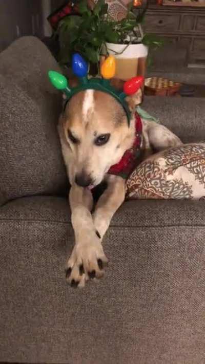 Very rare Reindeer pupper mix