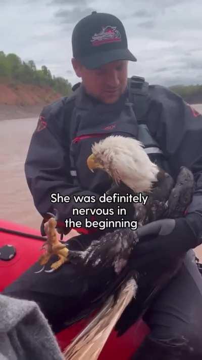 Rescuing a Eagle