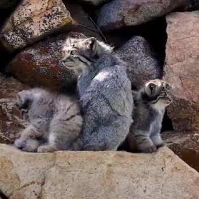 🔥The Pallas's cat (Otocolobus manul)