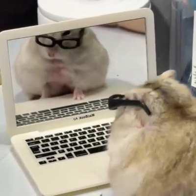 Boss hamster working from home