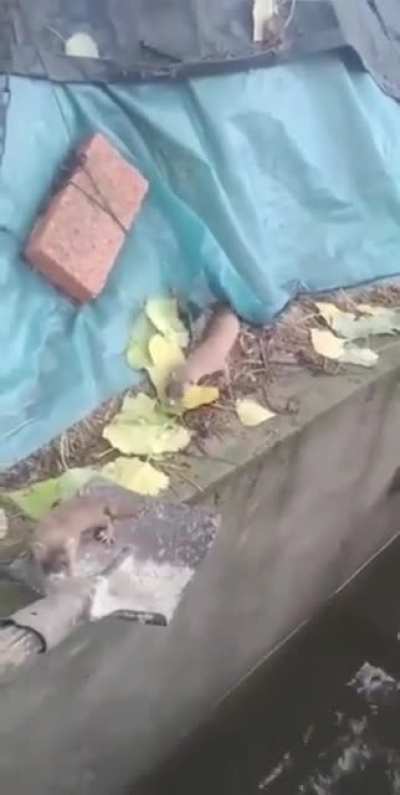 Rescuing a baby stoat and returning it to its mom