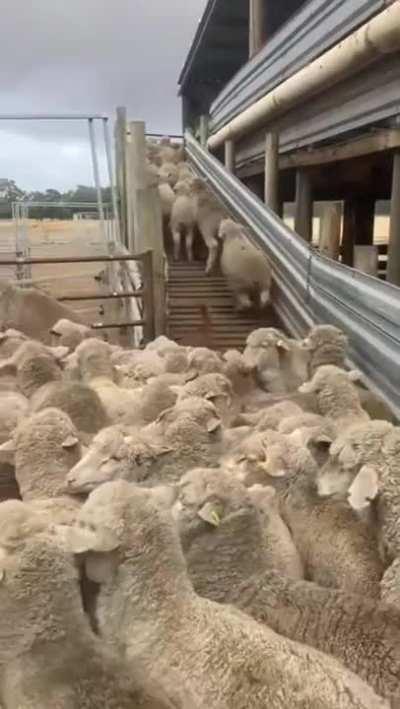 Dog clears sheep's traffic jam