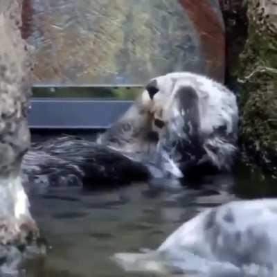 Otters keeping clean in the water