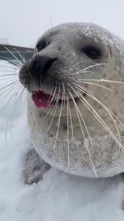 Sea Doggo