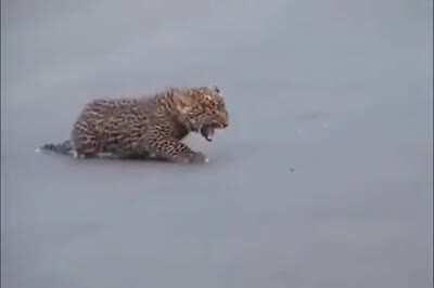 Leopards crossing the roads