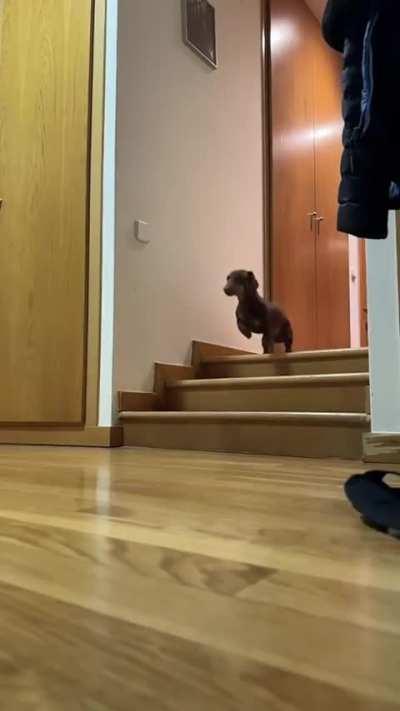 My favourite dachshund video 😂