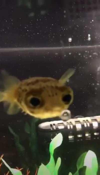 Puffer fish is mesmerized by a water droplet