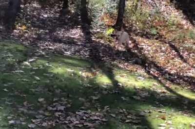 Puppy jumping into leaf piles