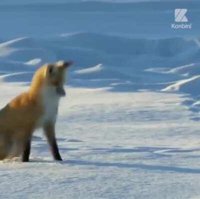 Fox snow dive