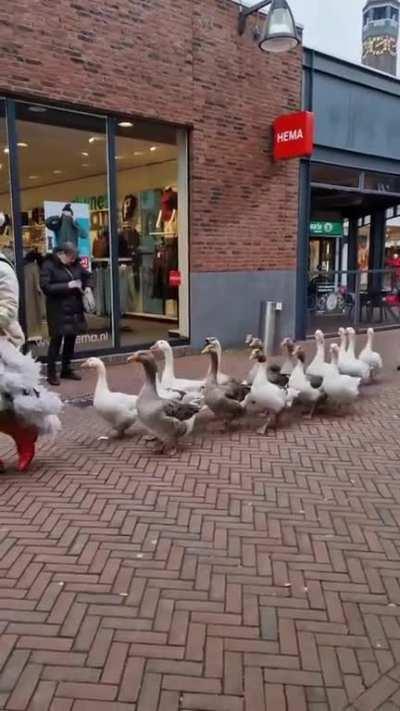 Goose Parade in the Netherlands. Source will be in the comments