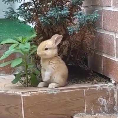 A bunniest bunny