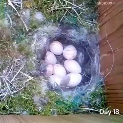 Spectacular time lapse of the the Eurasian blue tit (Cyanistes caeruleus), From finding and inspecting her new home to raising a family.