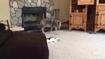 Coyote and Cat play together