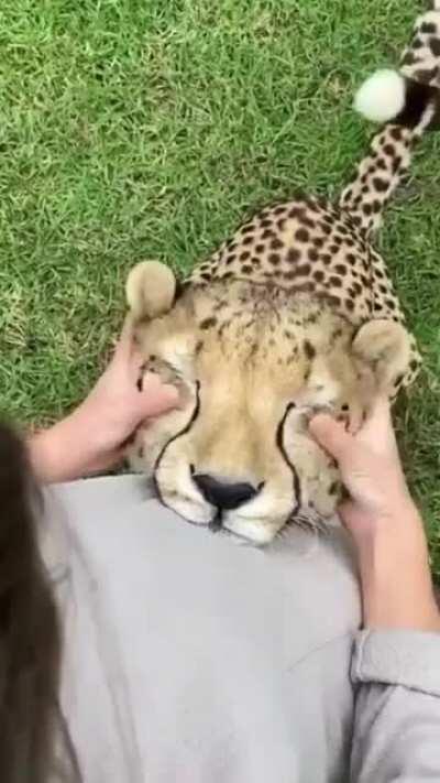 Big Kitty getting some ear scratches and purring