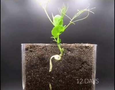 Pea plant time lapse - 30 days