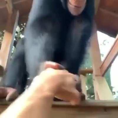 Monkeybro helps out.